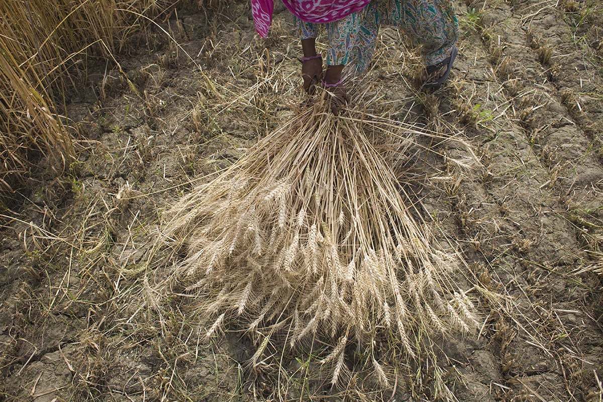 Razia works in a wheat field in Mewat District of Haryana. She came from Jharkhand several years ago and was forced to marry a man more than 20 years elder whose his first wife died. Many bride trafficking survivors usually are forced to work in agricultural sector without getting any money. 