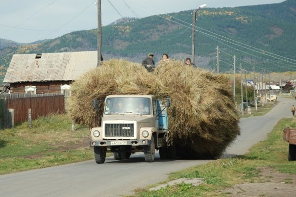 . Siberian farmers bringing in a harvest of hay.