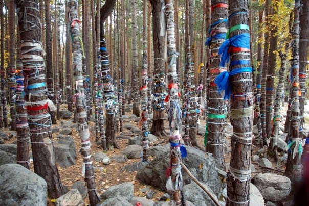 Buddhist prayer flags fly in a forest near Arshan.