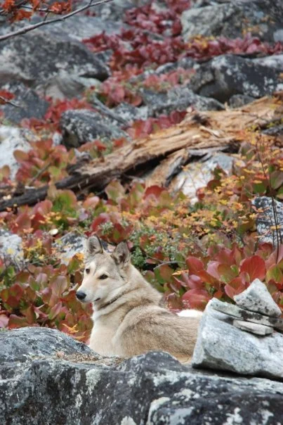 Dog along the trail. I’d say a husky. A Siberian husky. But that’s just a guess.