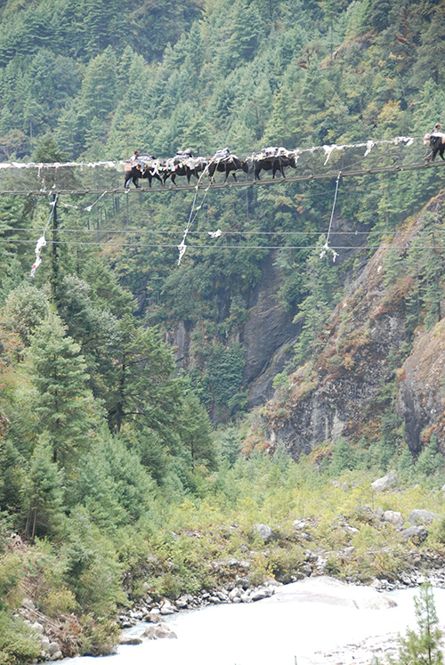 Yaks on suspension bridge