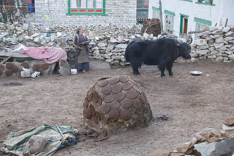 Patties of yak dung dry on a rock, to be used later as fuel in Sherpa stoves