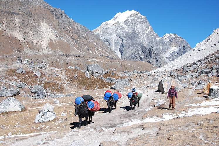 Yaks coming down from the Khumbu Glacier