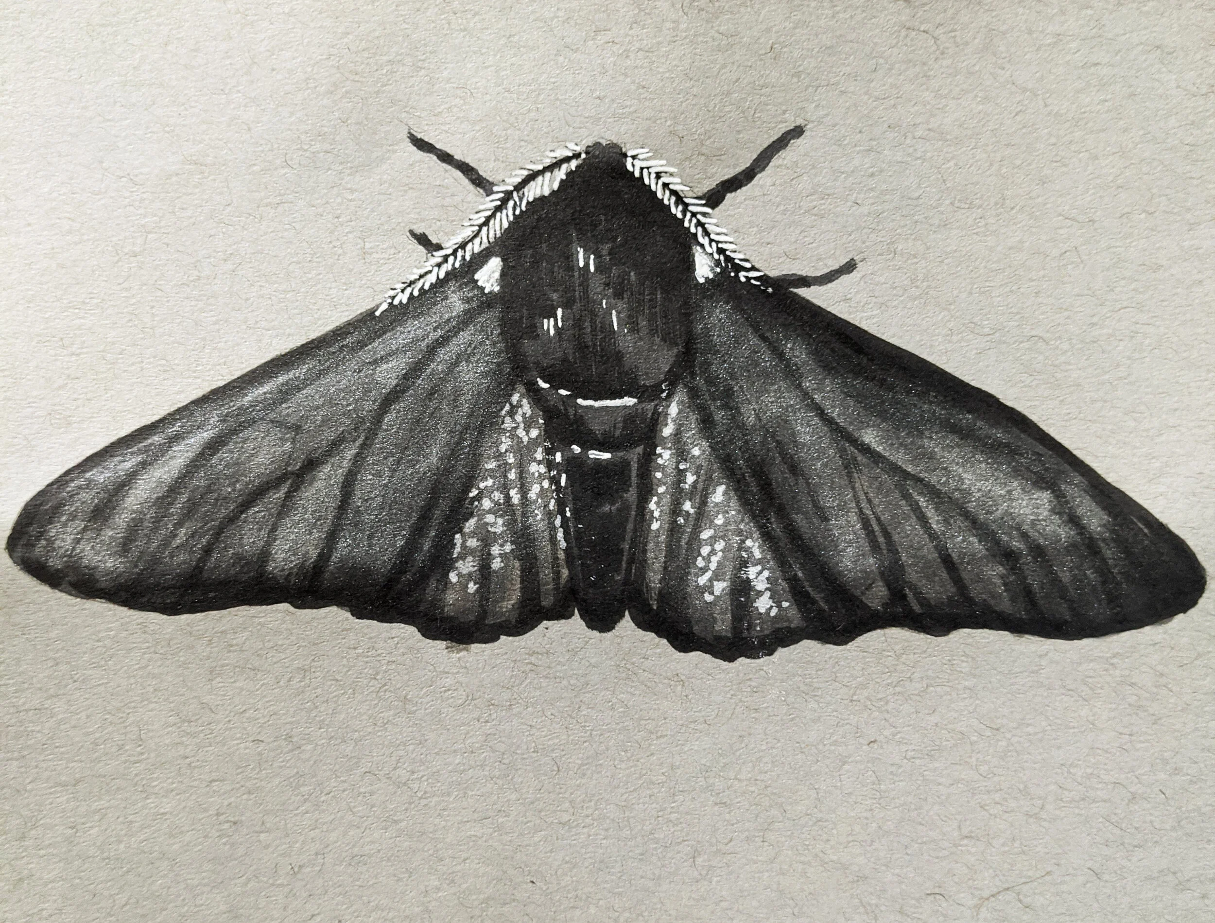 Dark - Bistob Betularia "Black Peppered Moth" (Copy)