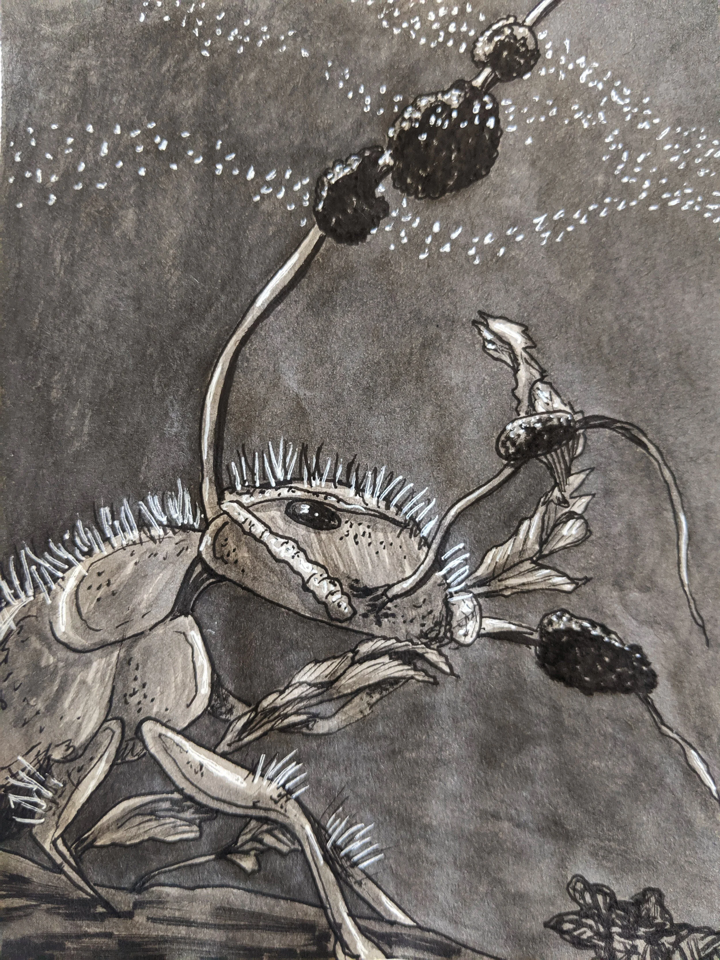 Mindless - Ophiocirdyceps unilateralis (Copy)