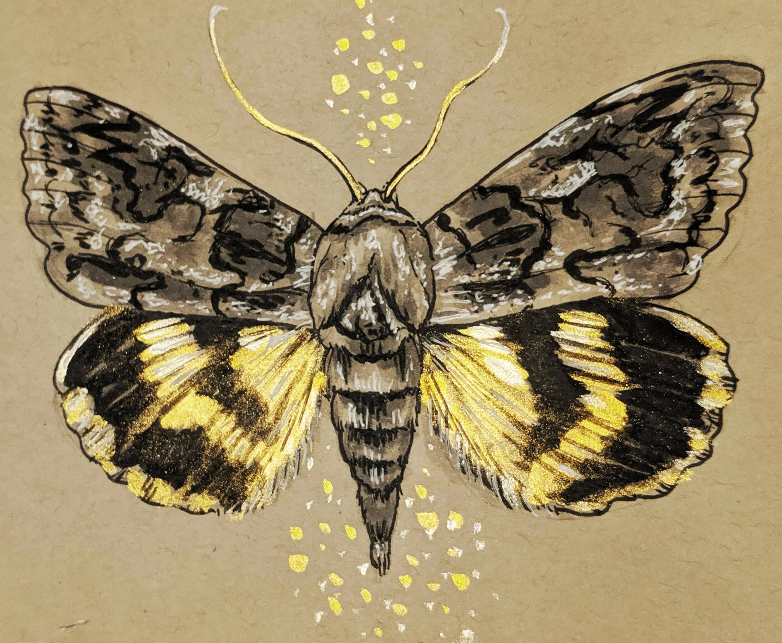 Bait - Catocala "Underwing" Moth (Copy)