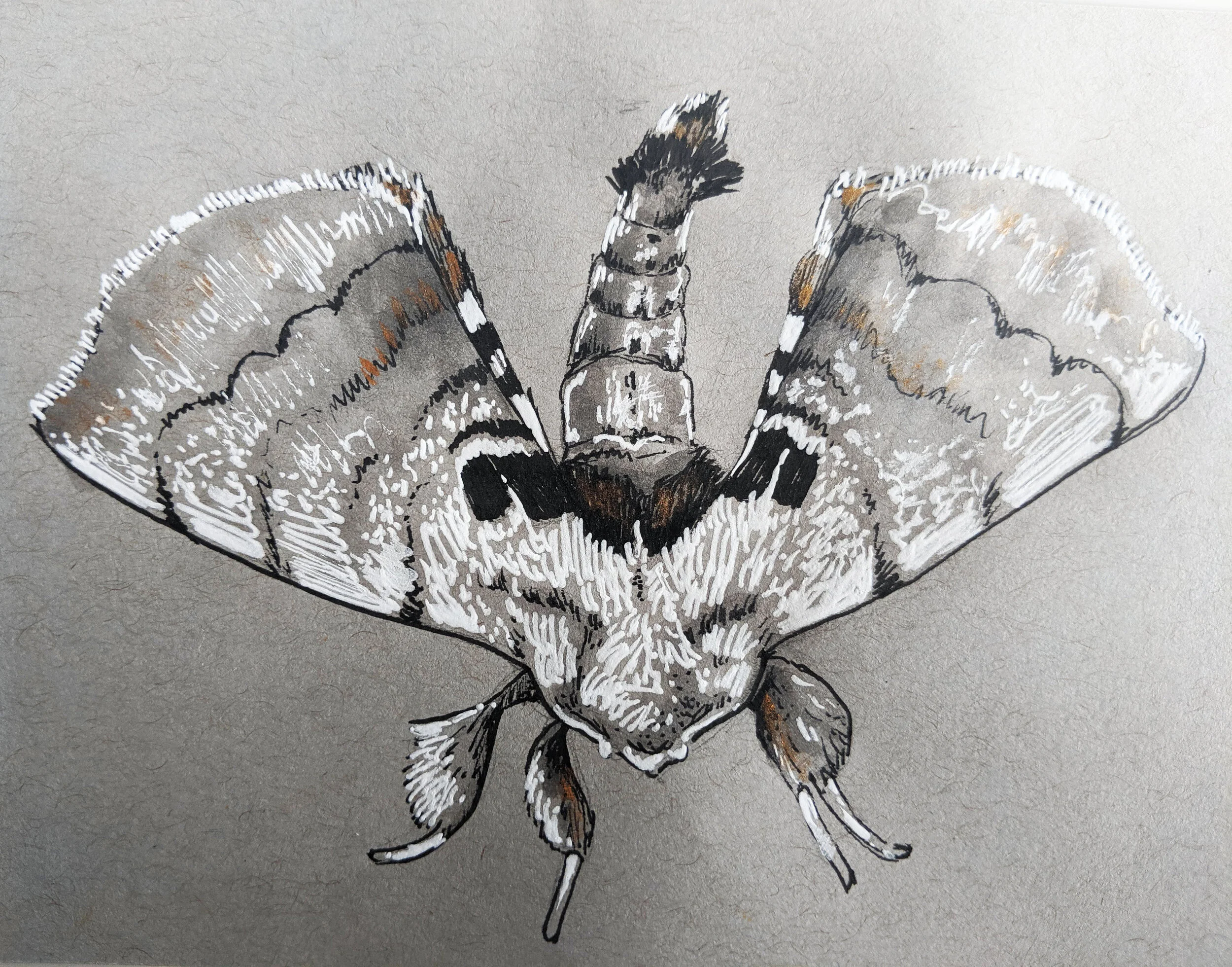 Dragon - Spotted Apatelodes Moth (Copy)