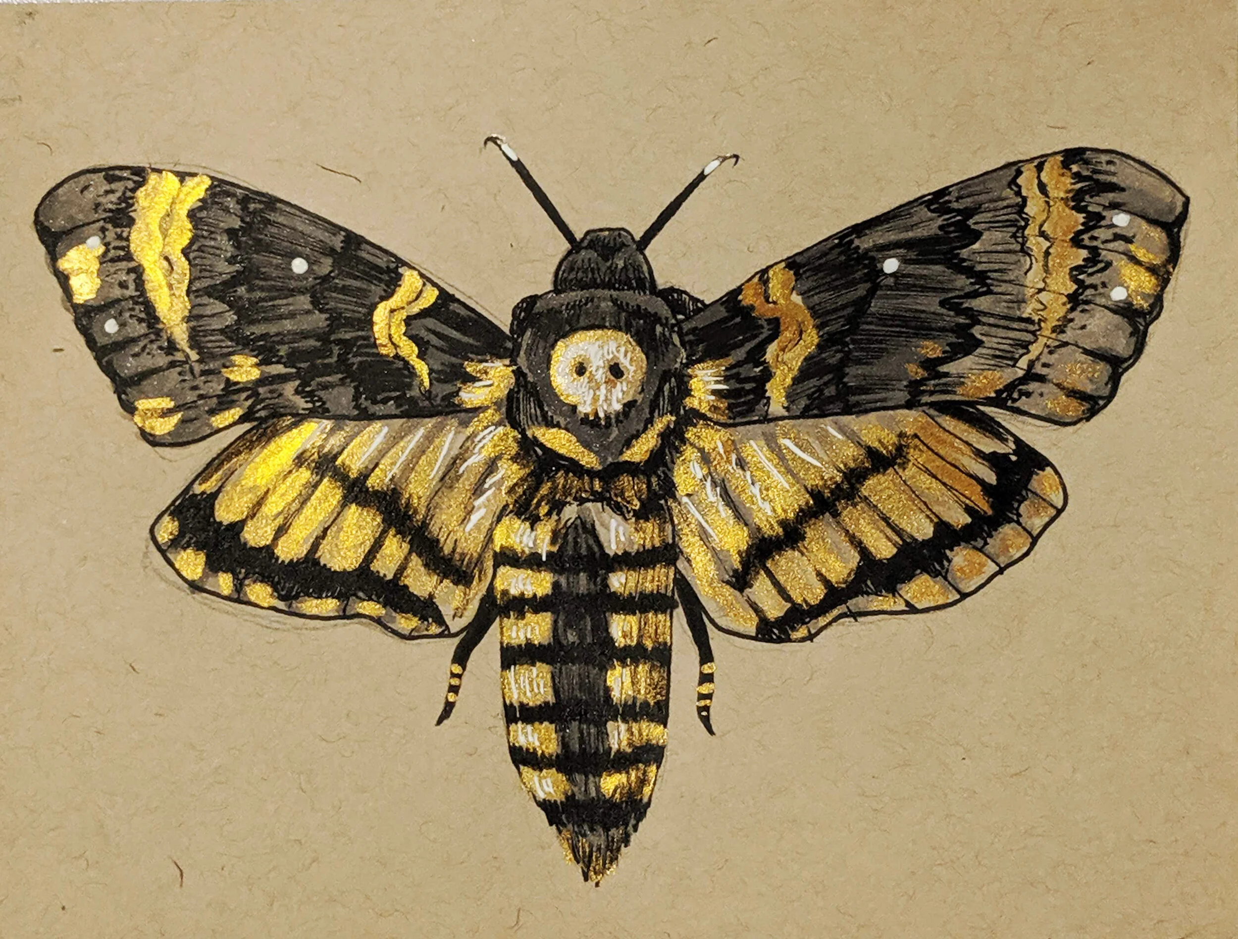 Legend - Death's Head Moth (Copy)