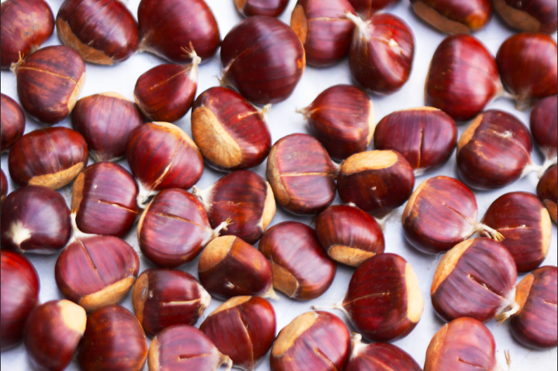 Chestnut pic 2.png