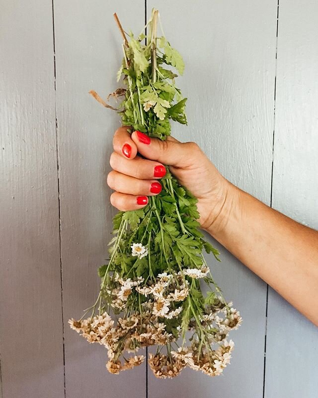 Collecting and drying the Chamomile flowers from our garden. We then use the flowers to make tea, as it promotes sleep, boosts immunity, soothes stomach aches, and can reduce stress!🌼 Nous collectons et séchons les fleurs de camomille de notre jard