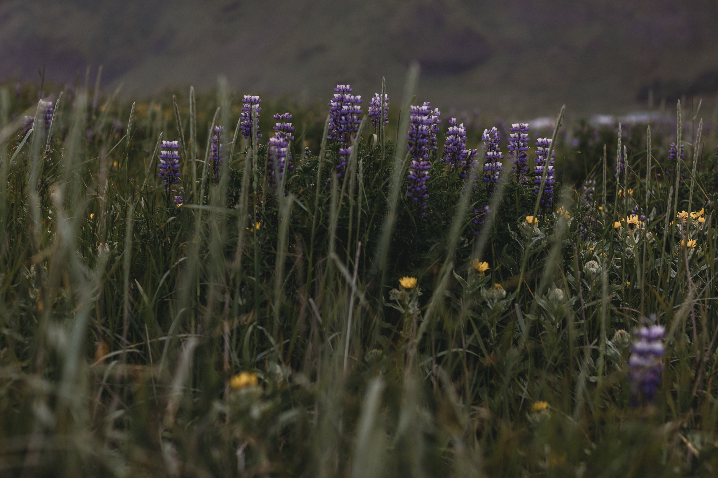Iceland elopement photographer | Iceland south coast engagement photos | Iceland black sand beach wedding pictures