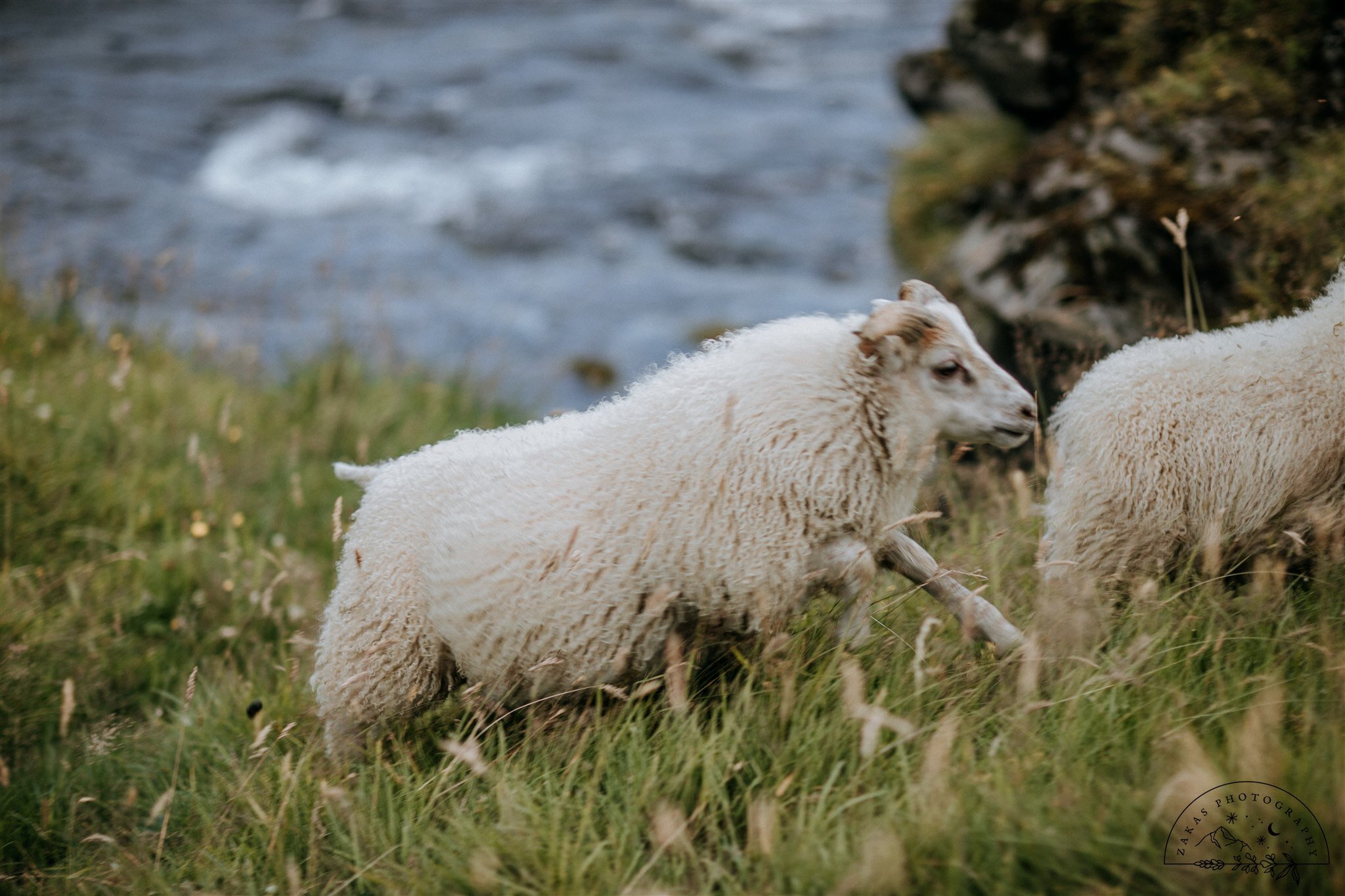 Icelandic sheep 