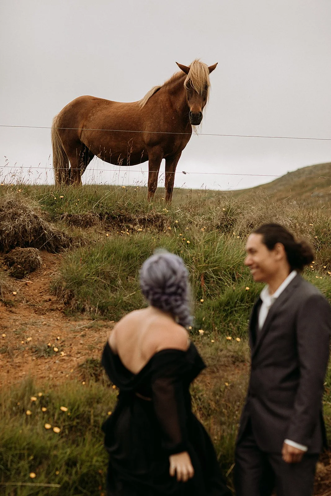 Alternative Iceland elopement couple wearing black wedding dress and purple hair — couple portraits with Icelandic horse