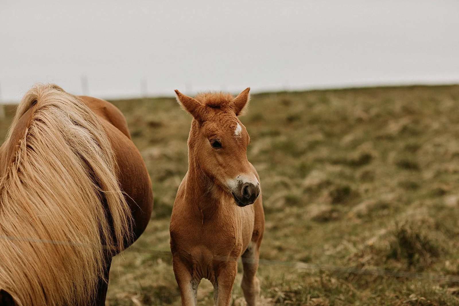 Alternative Iceland elopement couple wearing black wedding dress and purple hair — couple portraits with Icelandic horse