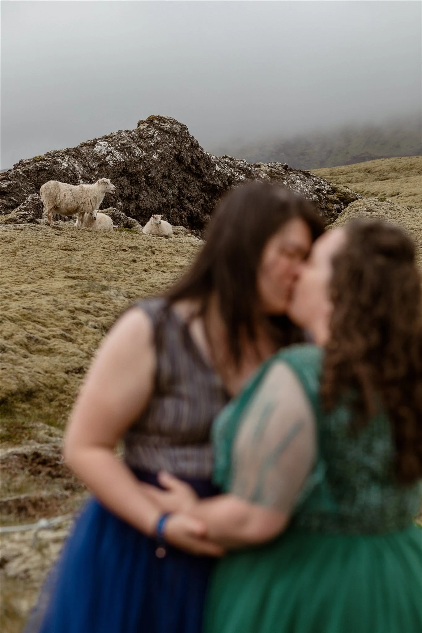 a queer Iceland elopement with sheep in the background