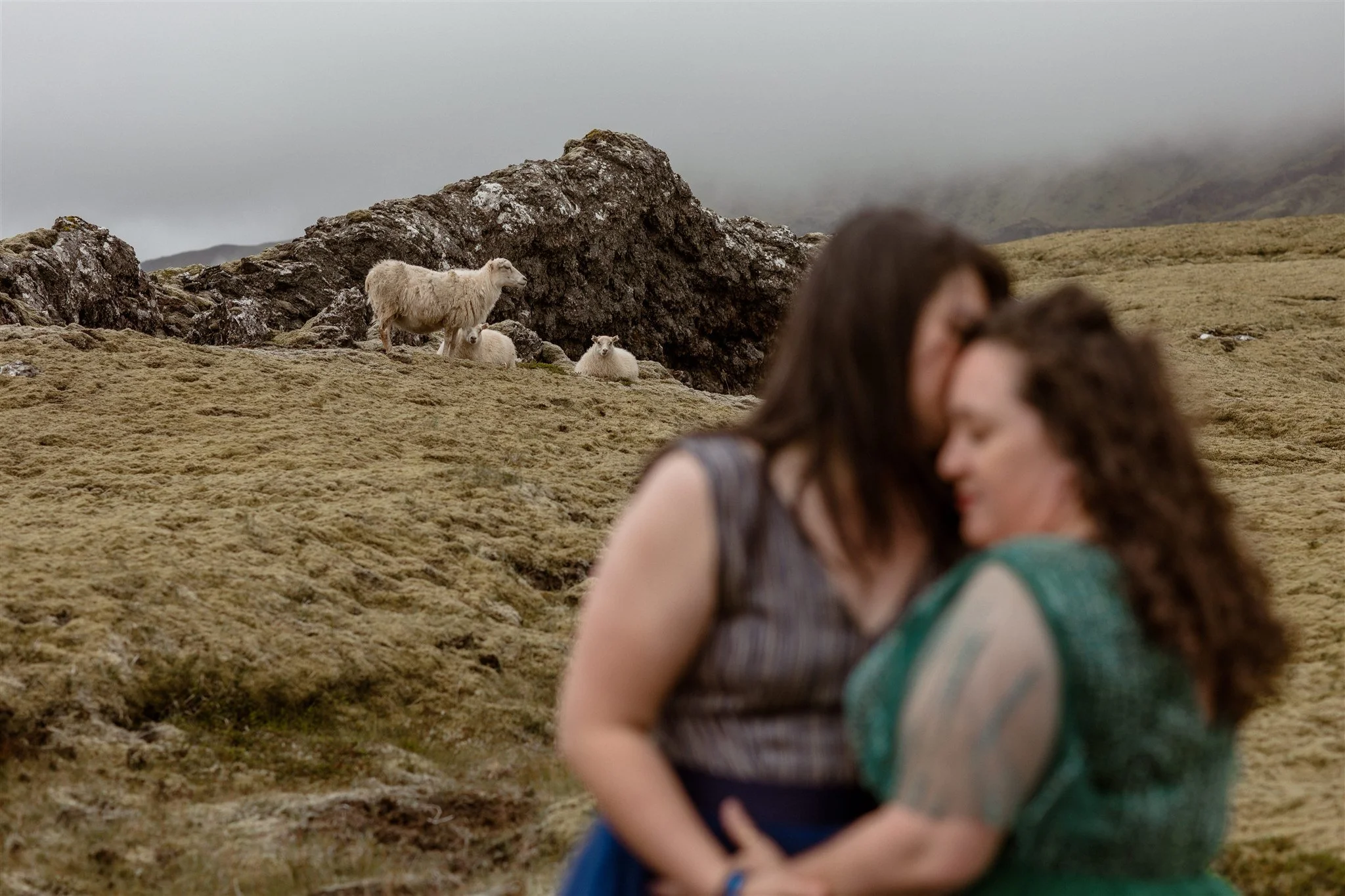 Iceland elopement with moss and sheep by local Iceland elopement photographer & planner Steph Zakas