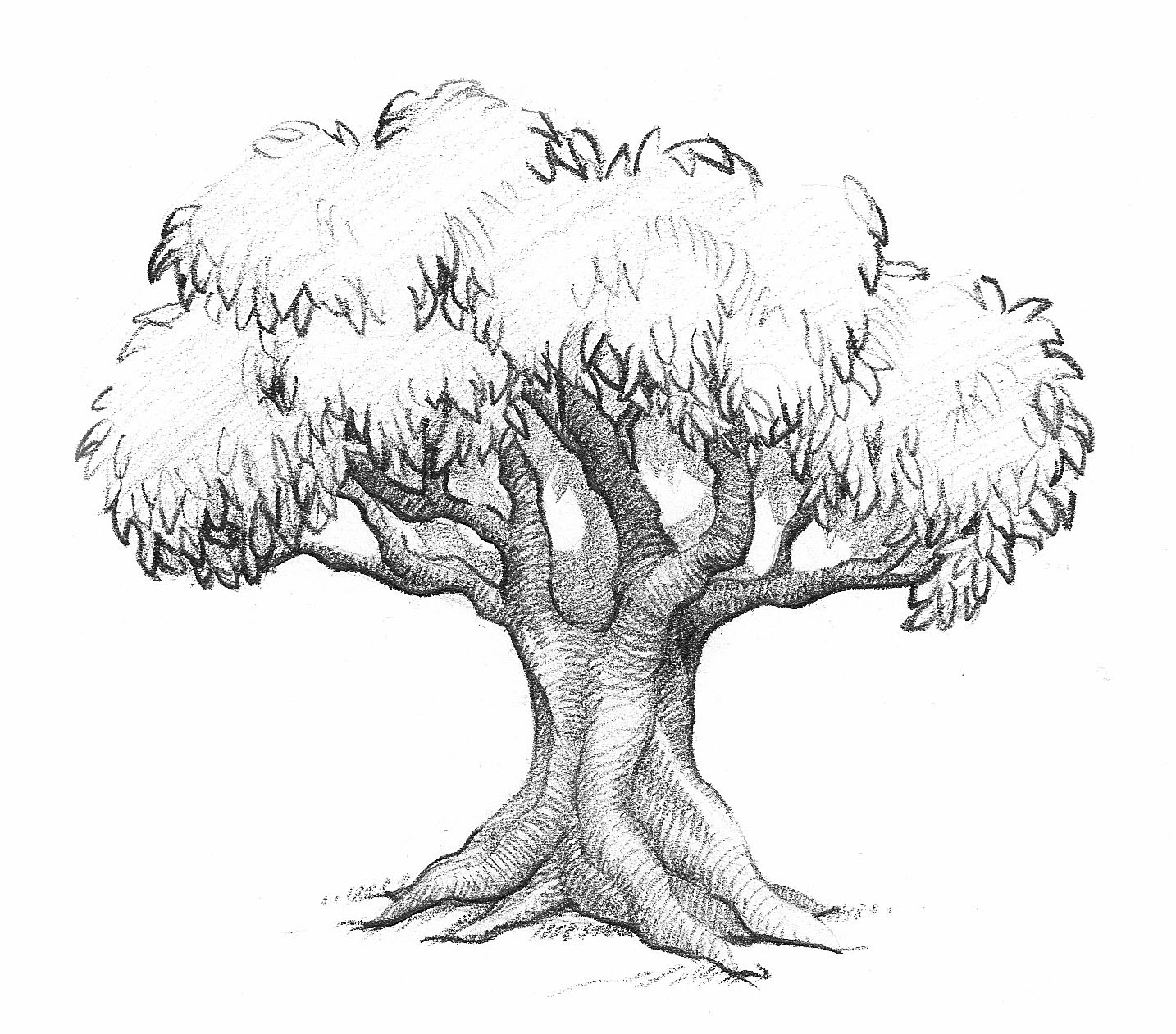 Olive Tree