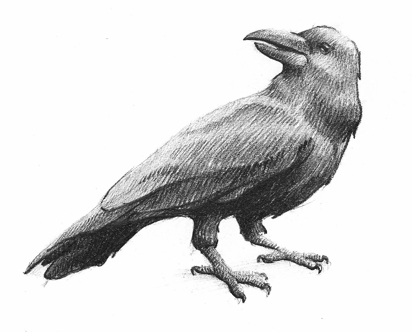 Raven