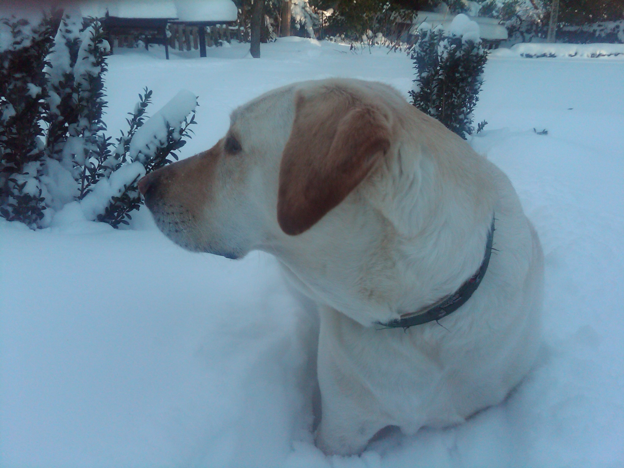 Cam in the snow.jpg