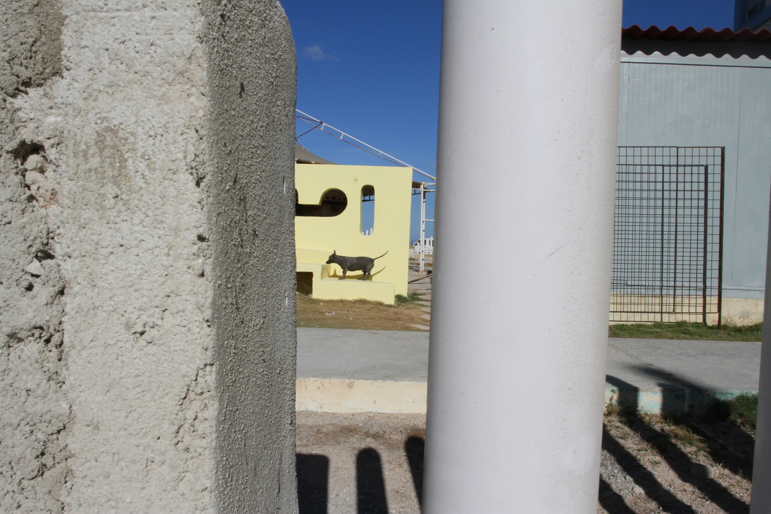 Dog and Shadows  Havana, Cuba 