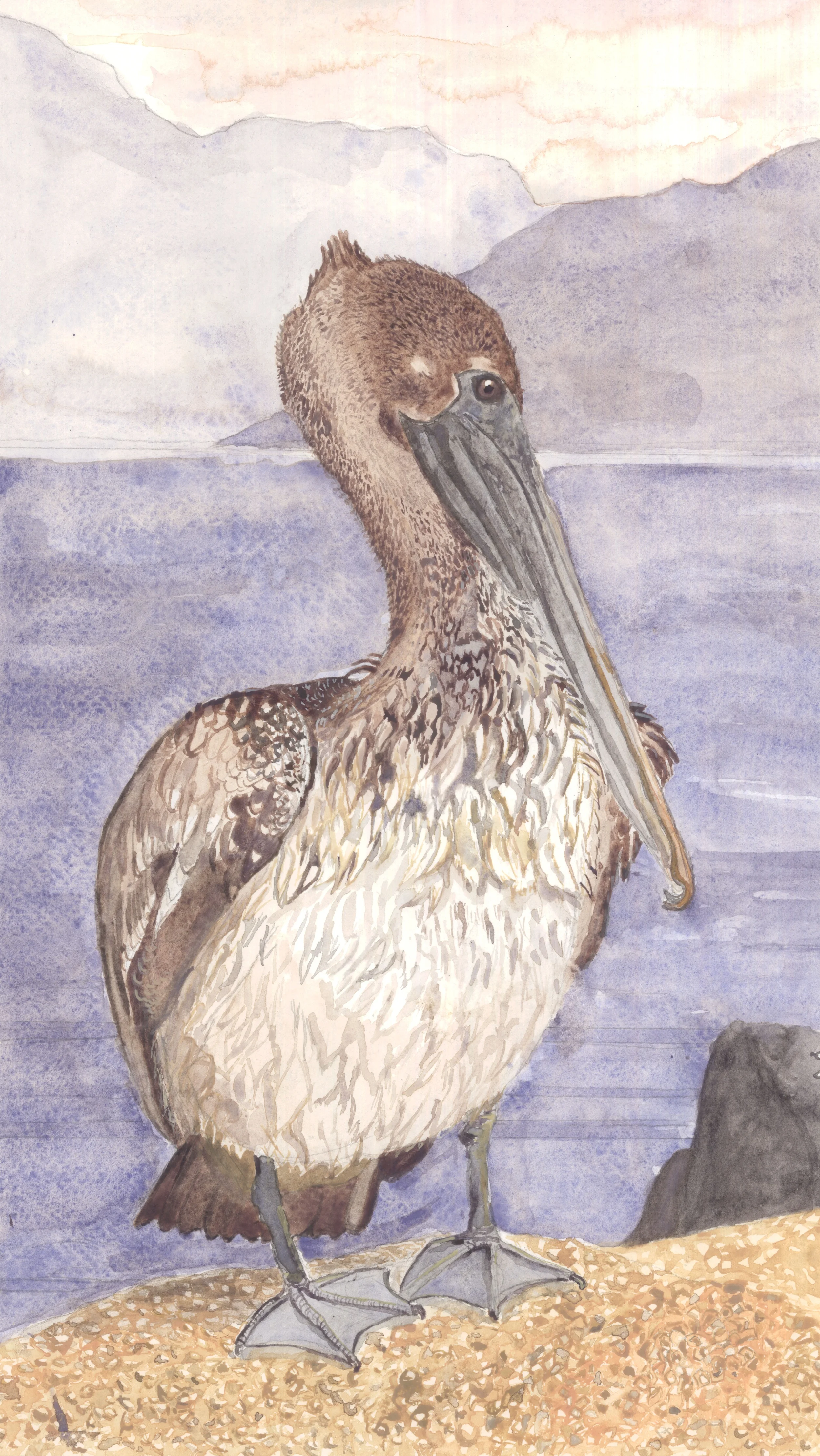 Juvenile Brown Pelican at the Salton Sea in Southern California