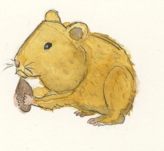 Peter Pan. One of many of my hamster pets. It turned out Peter Pan's friend Tanny was not a male as the pet shop claimed. Tanny had babies, but promptly ate them, leaving bloody remains everywhere. Subsequent breeding was more successful, resulting in Rover and Themachine, among others.