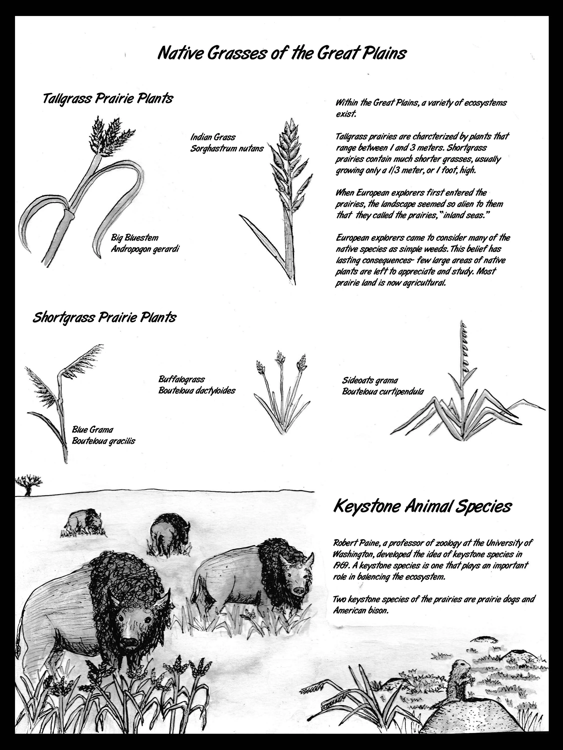 dust bowl final page 2 revised.jpg