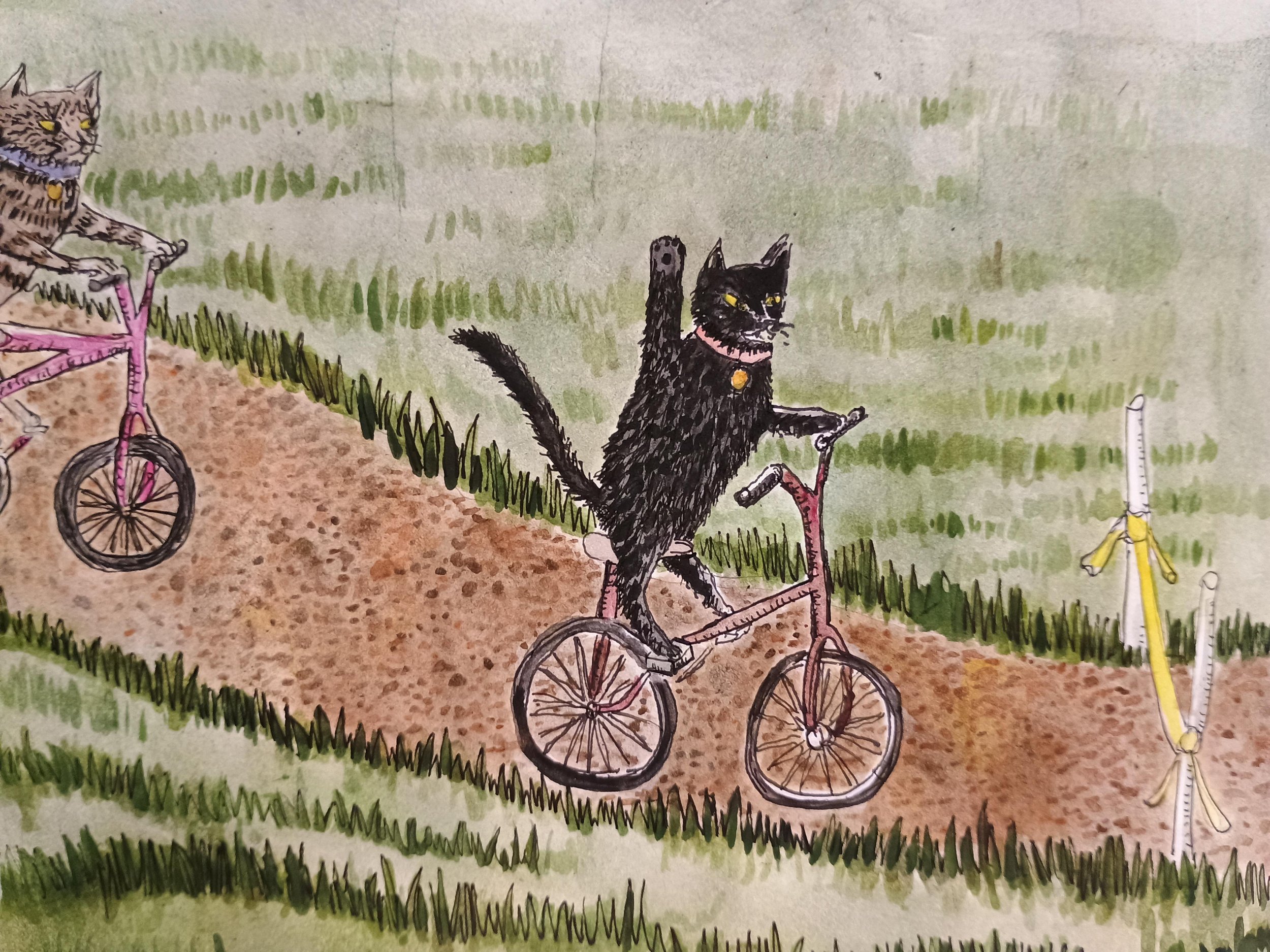 catracewin.jpg