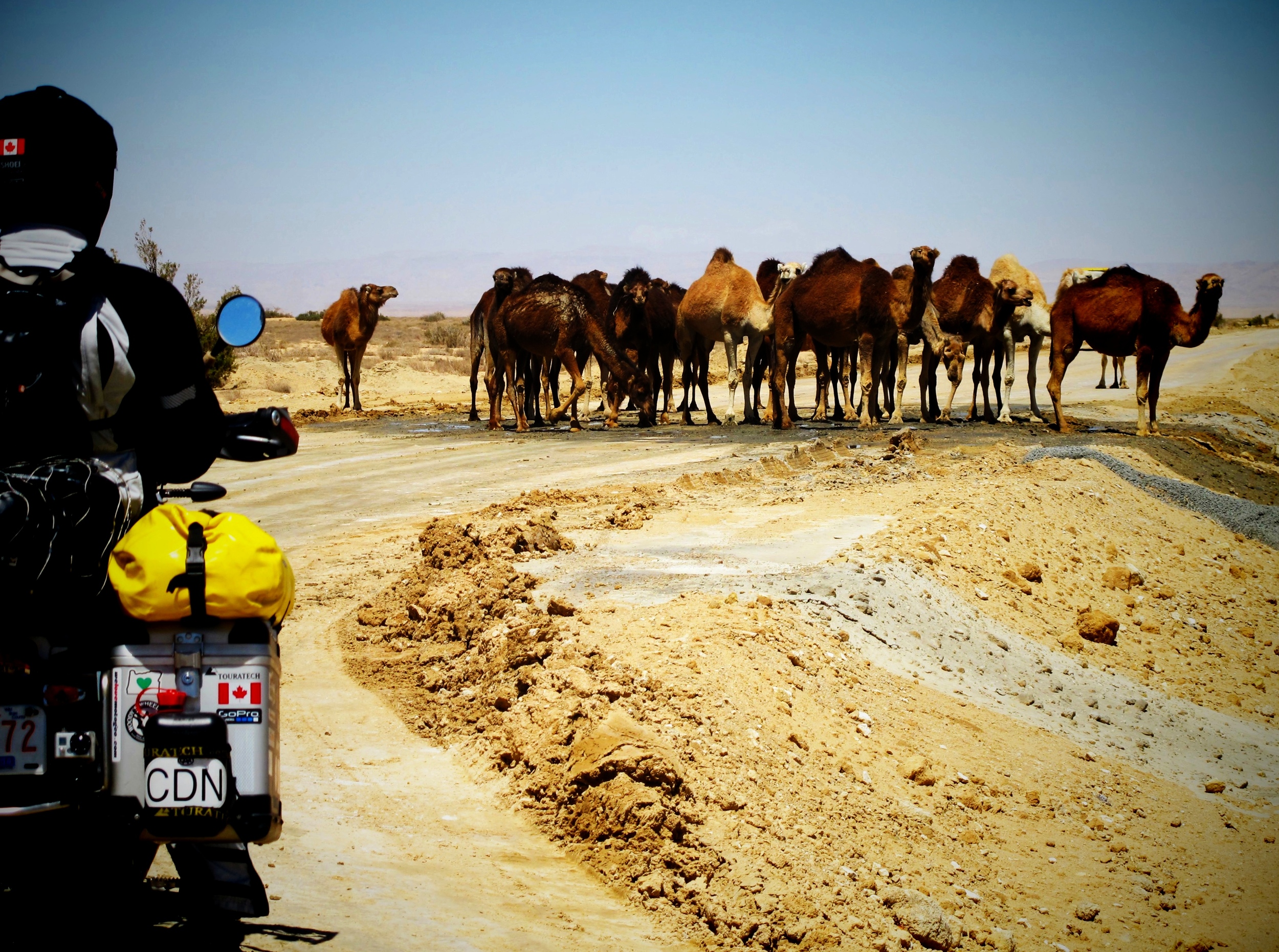 Issa Breibish - camel road block, road to algeria.jpg