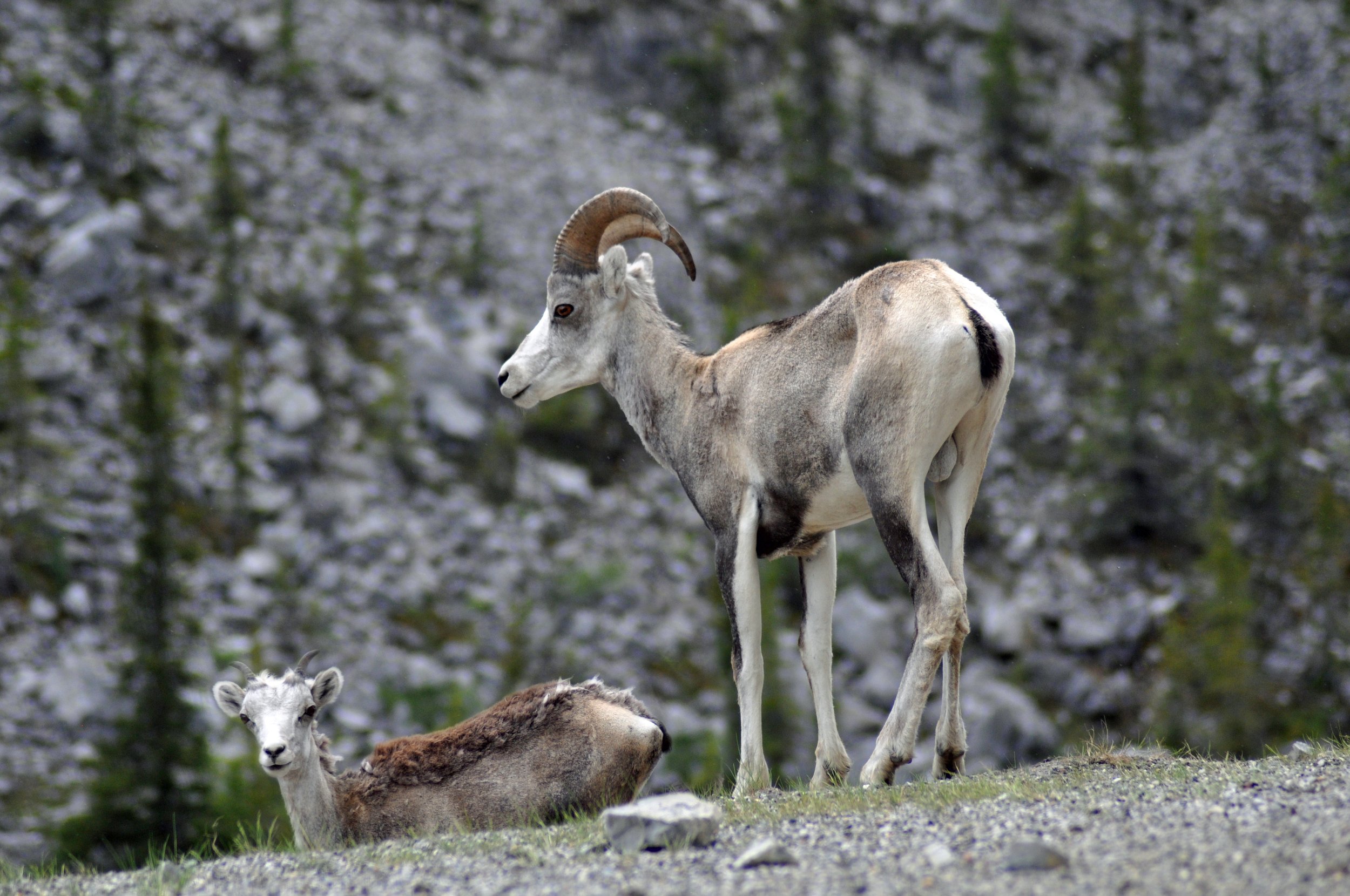  Bighorn sheep stand on the precipice along the Alaska Highway near Summit Lake in northern BC. 