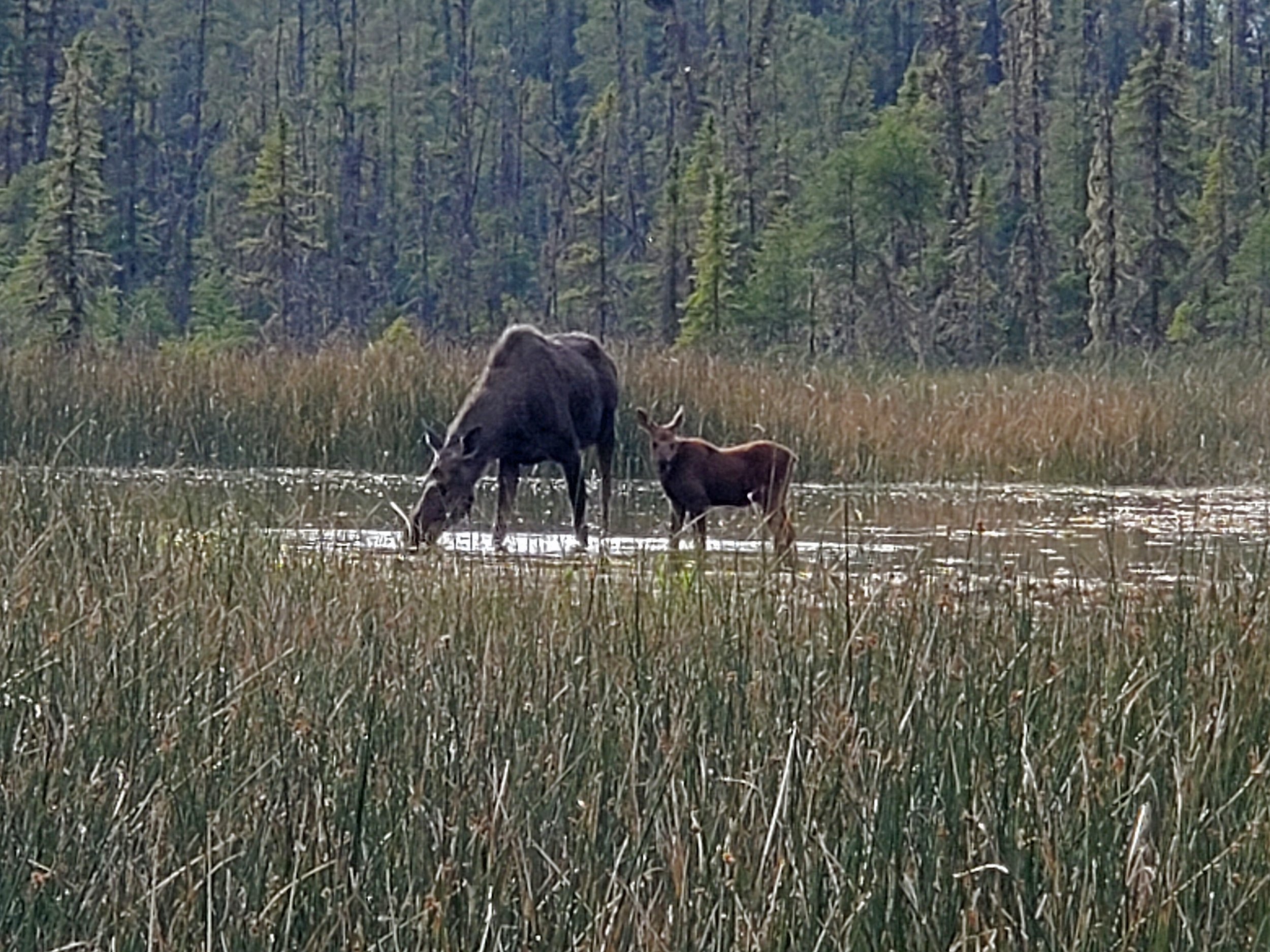  A moose and her calf browse in the warm-water swamp near Liard River Hot Springs. Water temperatures in the mid-40°C range create a unique microsystem in a harsh winter climate. 