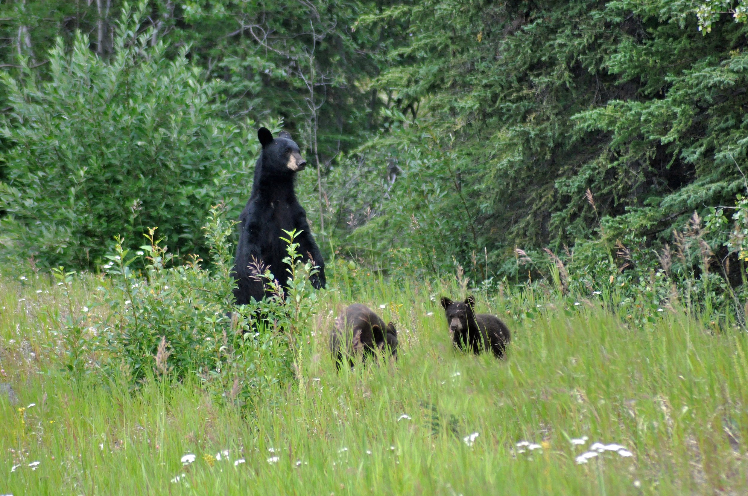  A black bear stands guard over her twin cubs near Whitehorse, YT. 