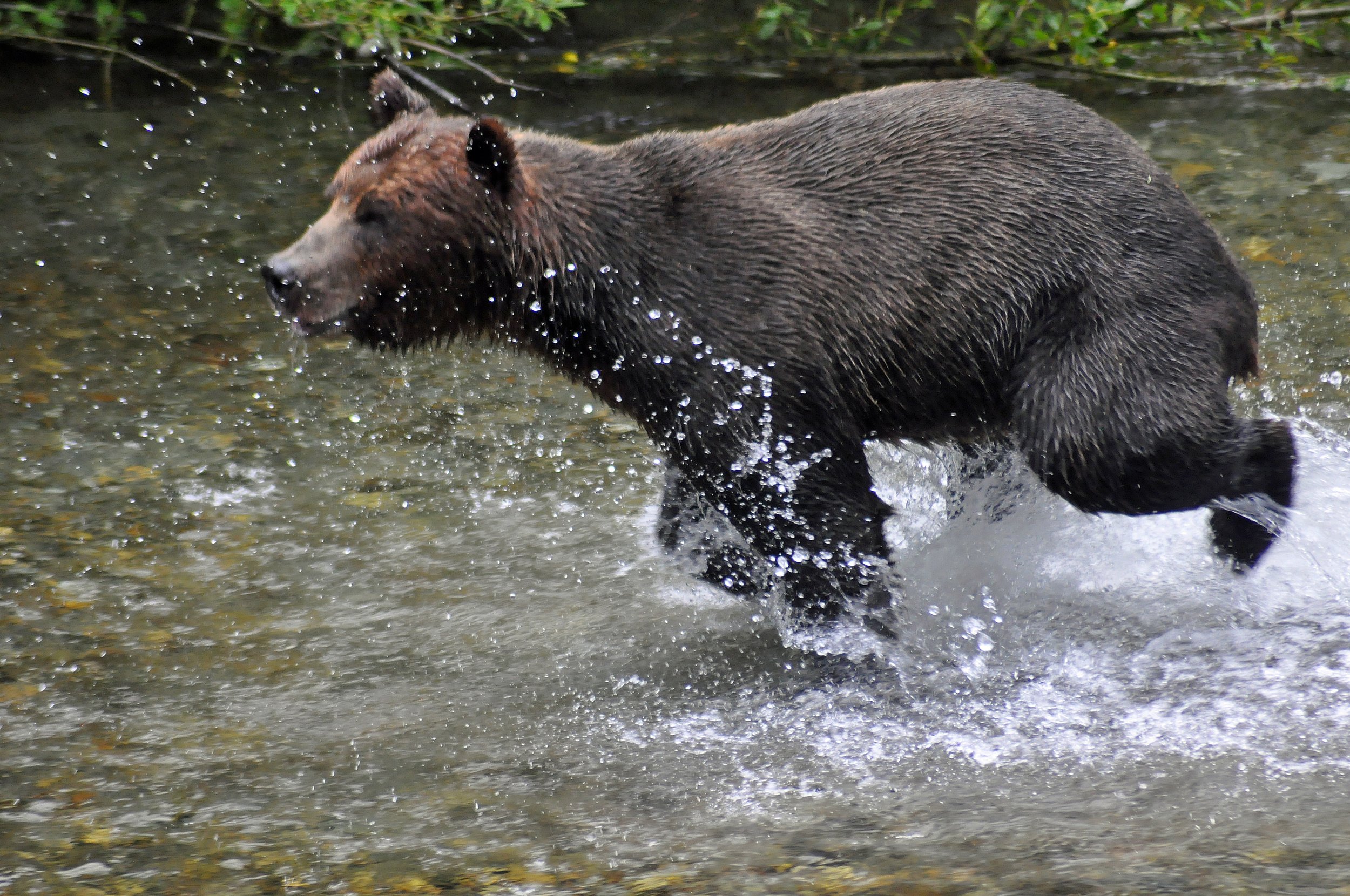  A grizzly fishes for salmon in Fish Creek near Hyder, AK. 