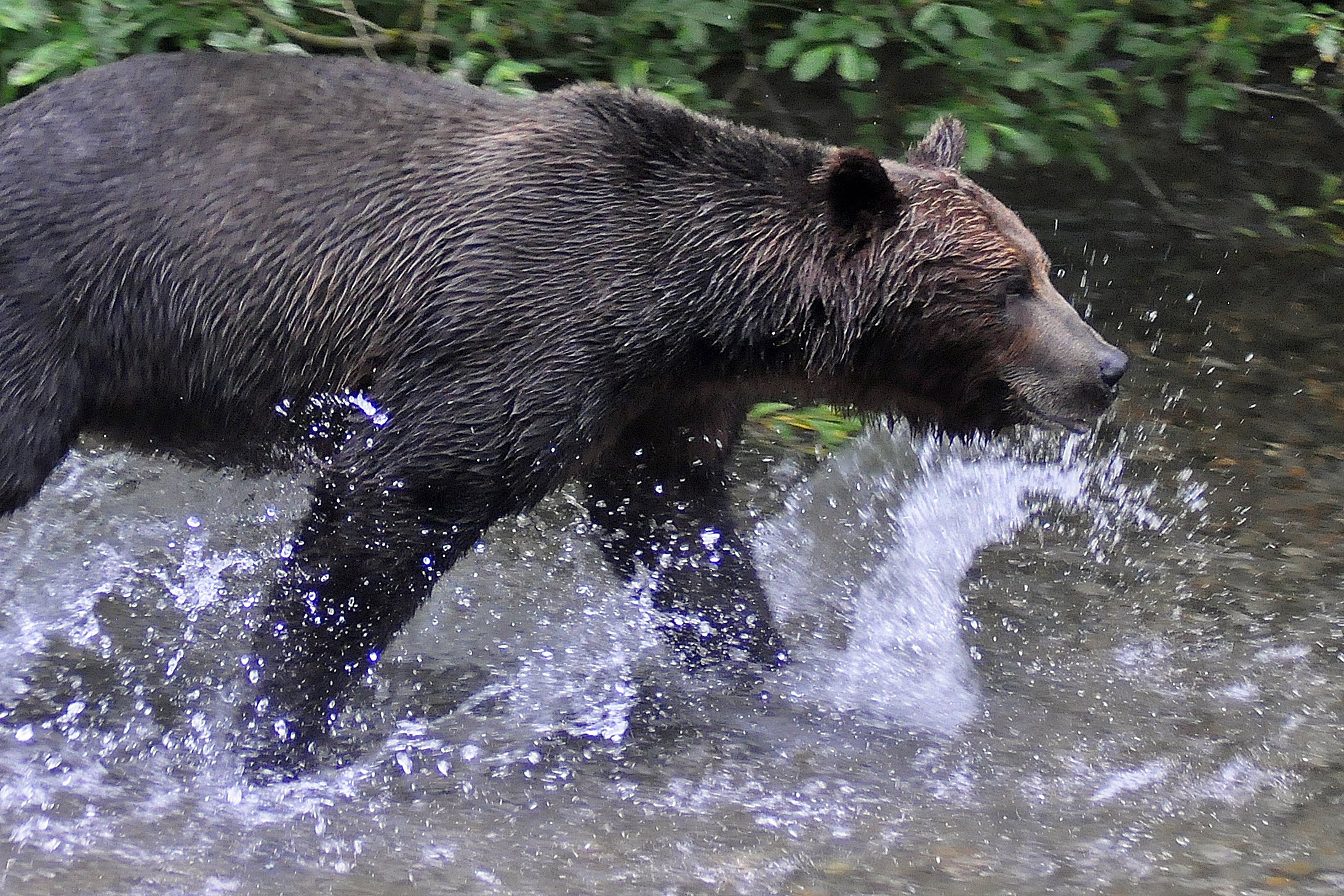  A grizzly fishes for salmon in Fish Creek near Hyder, AK. 