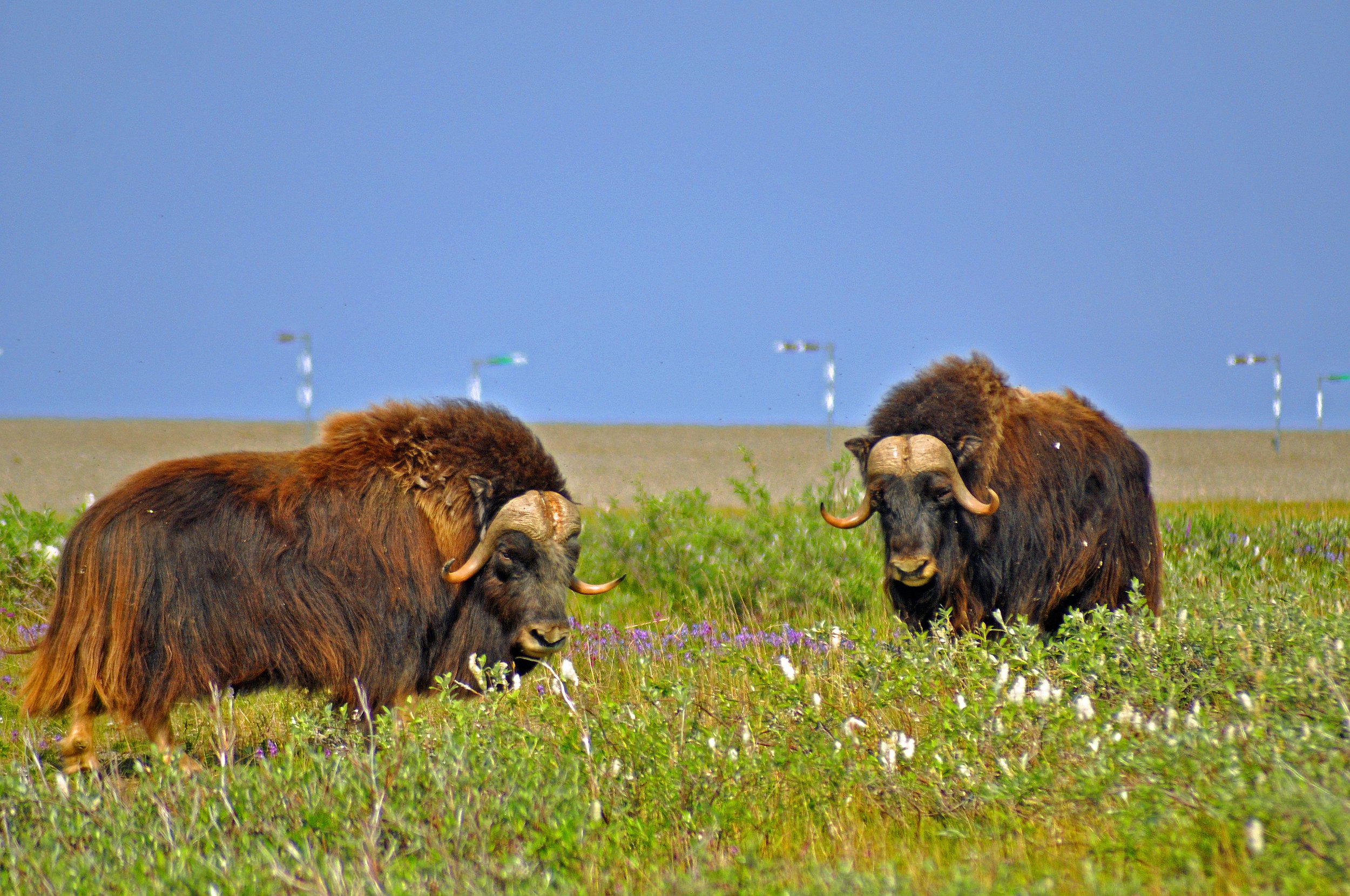  Just east of the Dalton Highway, Muskoxen roam the windy tundra of the North Slope near the Sagavanirktok River. They live naturally only in Canadian arctic tundra, Alaska, and Greenland. Members of the goat family, their underwool is eight times wa