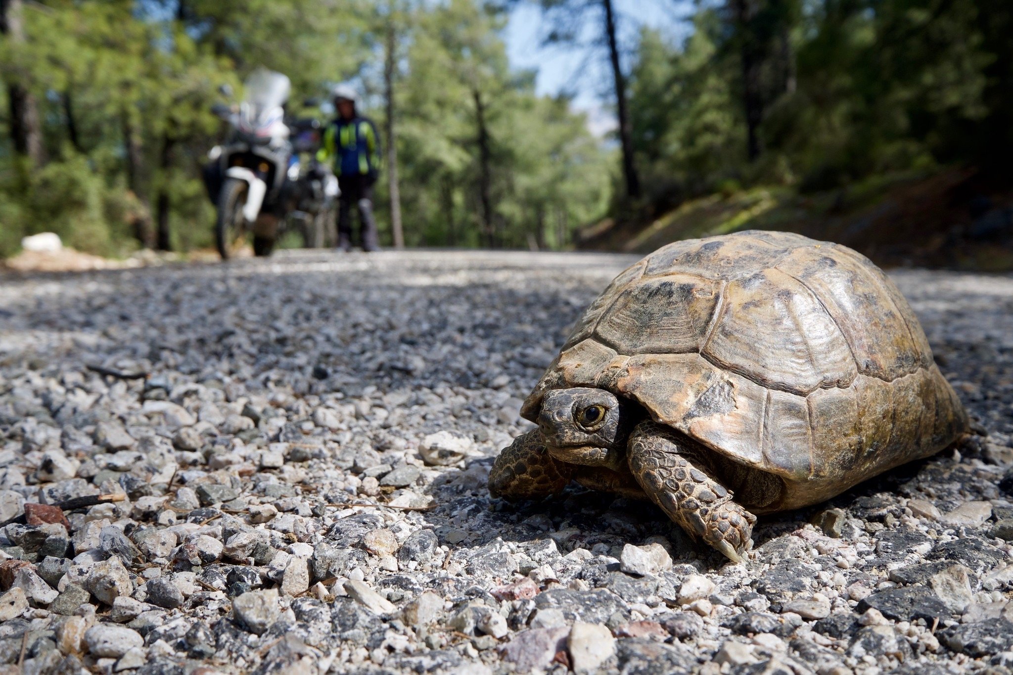  Tortoise on the road in Turkey 