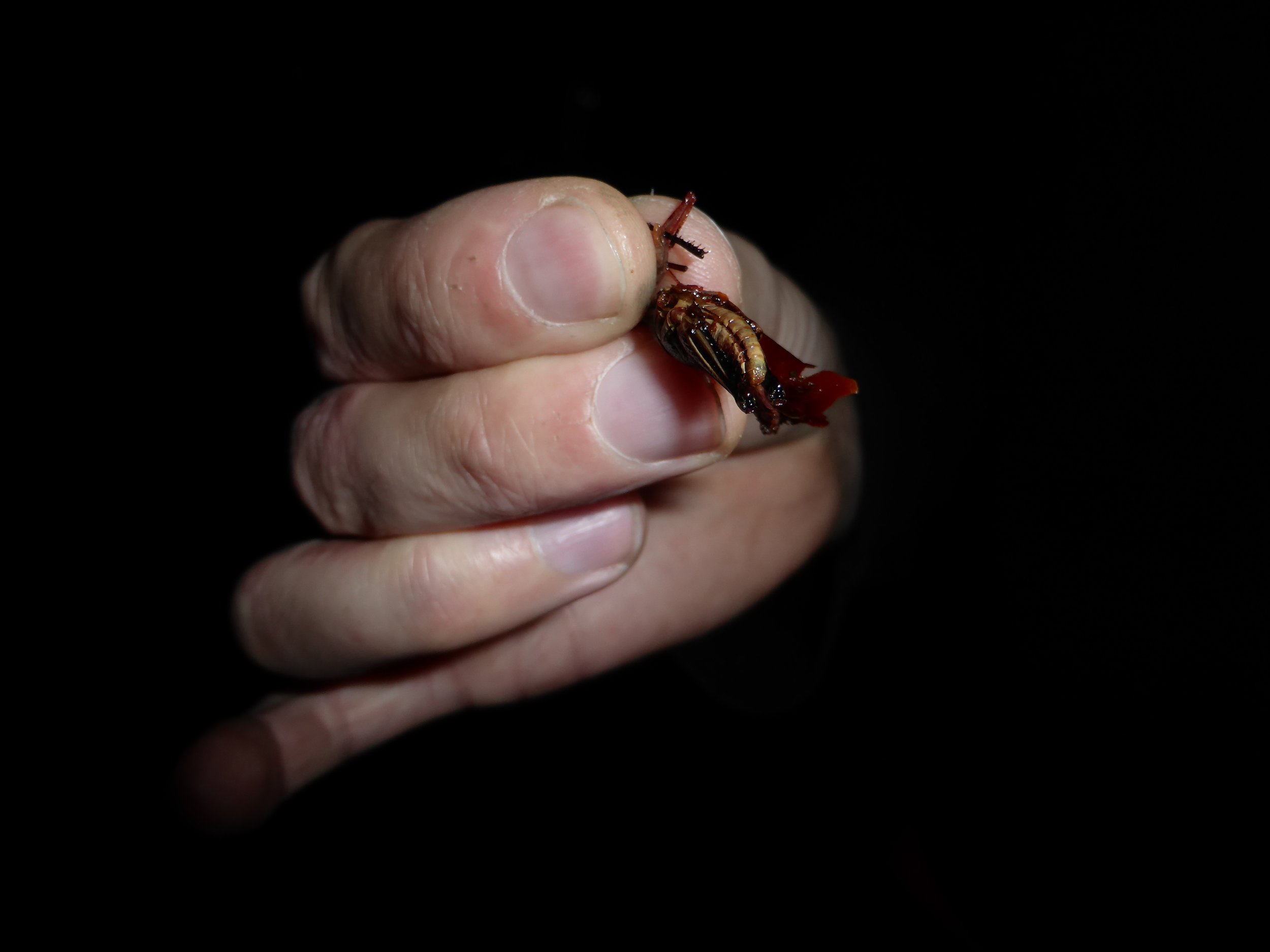  Michelle Lamphere: Eating bugs in Mexico 2014 