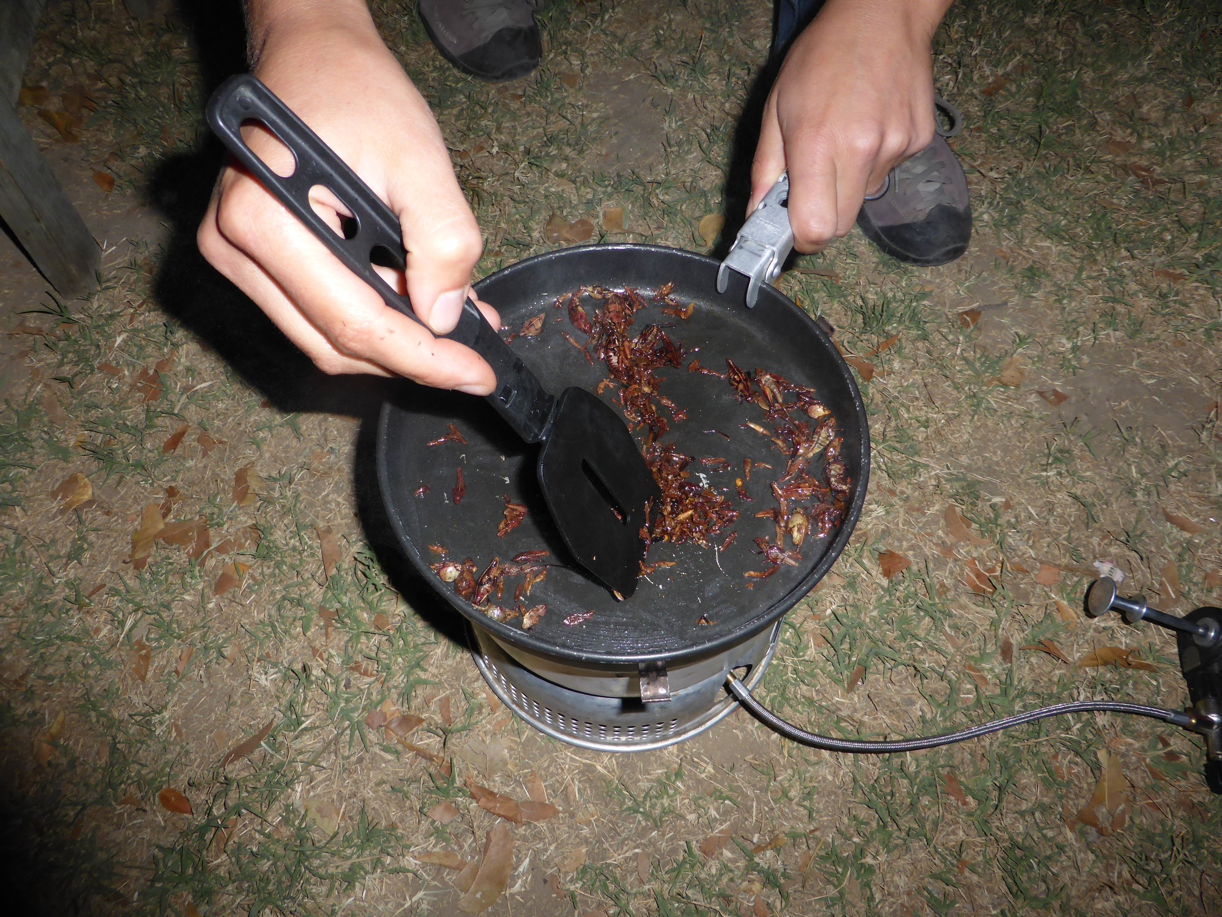  Michelle Lamphere: Eating bugs in Mexico 2014 