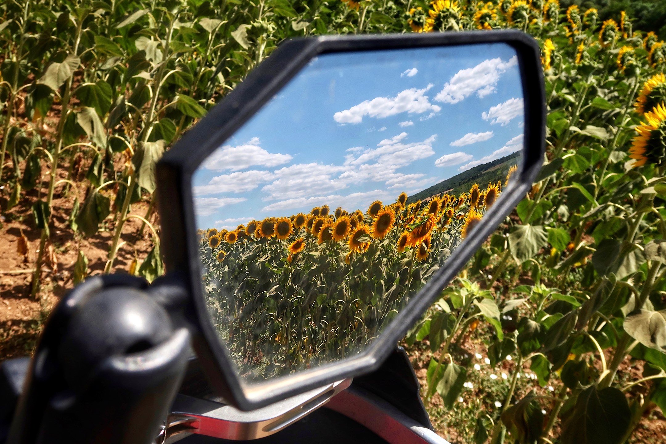  Motorcycle mirror with field of sunflowers in background. 
