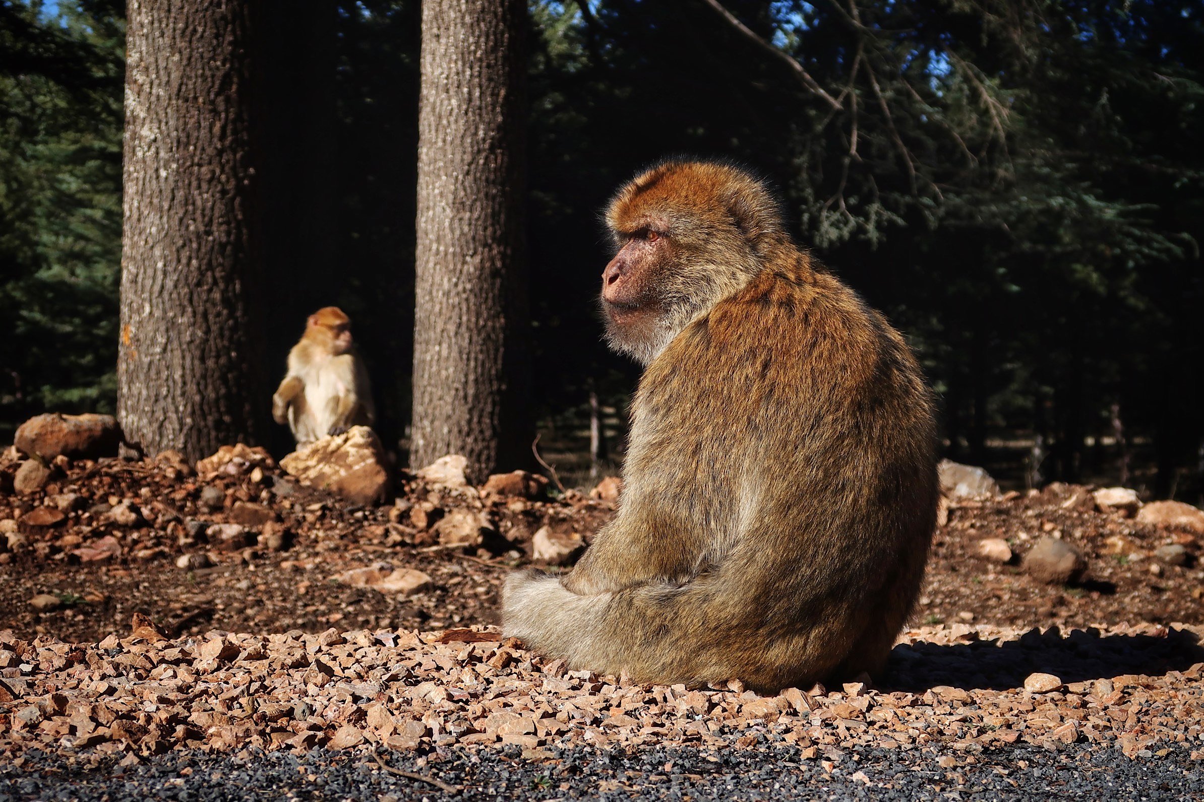  Monkey sitting on the ground. 