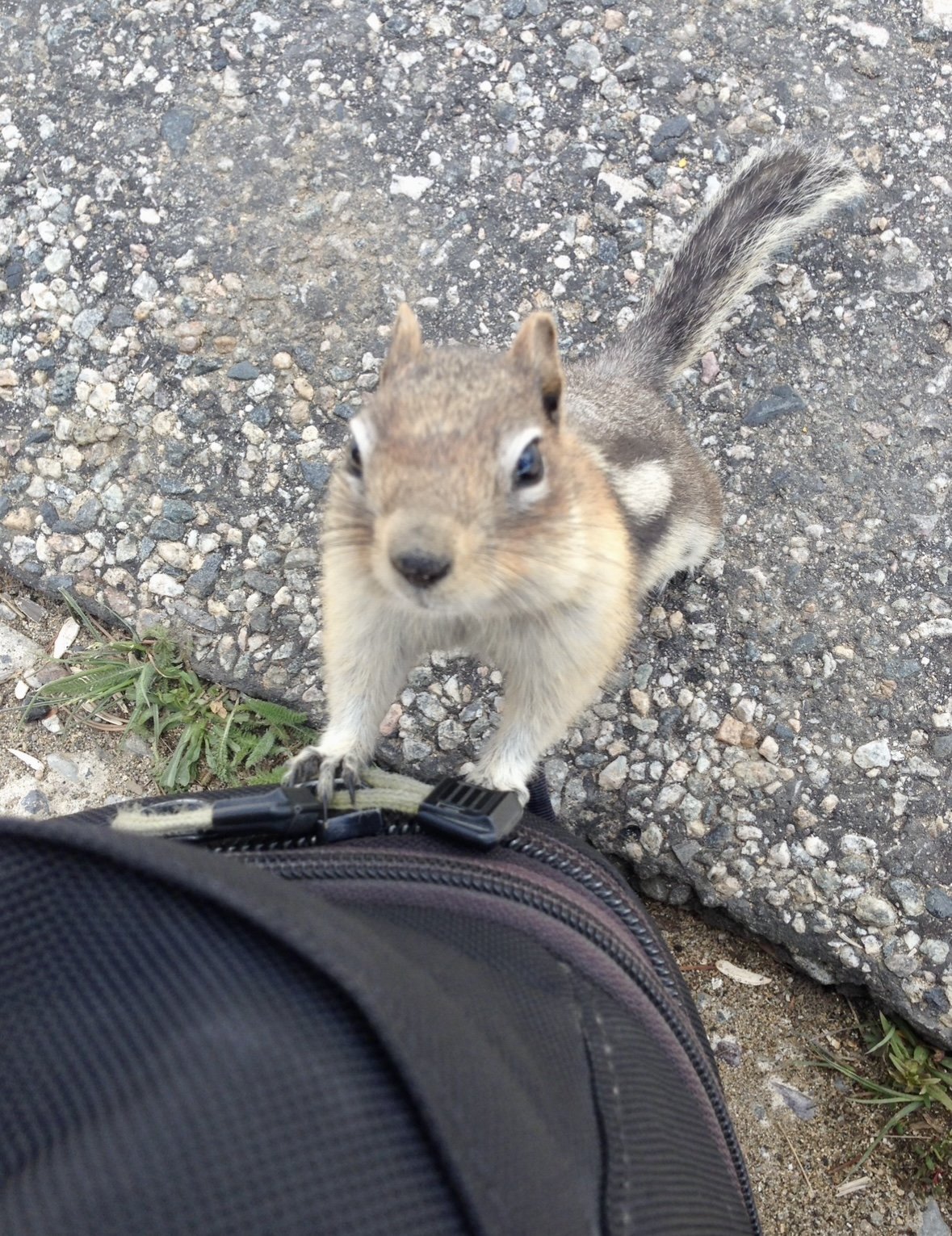  Lots of little chipmunks were begging at the overlook on Beartooth Pass as you look down over Red Lodge, Montana. This one is trying to get into my tank bag for some snacks. 
