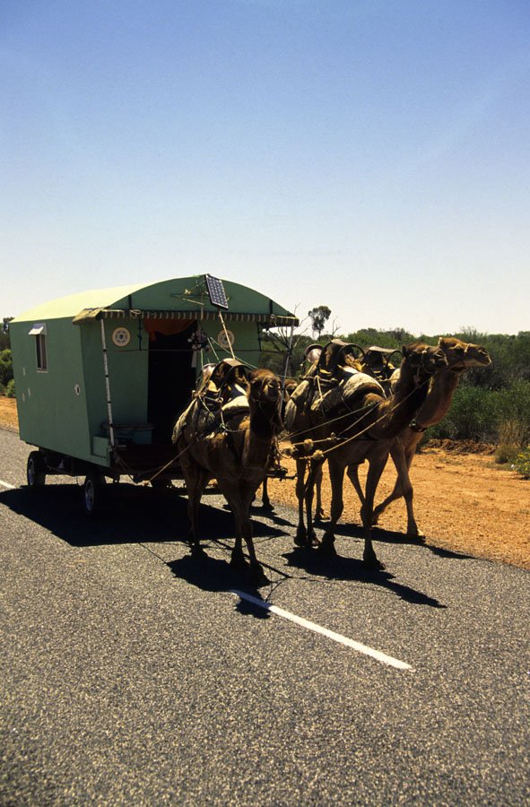 0186610-Camel-towing-wagon_Its-a-life_he-said_Lasseter-Highway-NT.jpg
