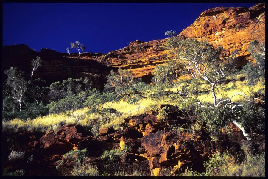 0186819-Watarrka_Kings-Canyon-NT-Ghots-gums-on-top-and-River-Red-Gums-below.jpg