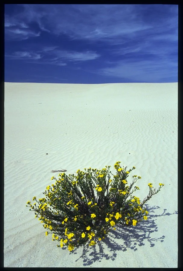 0203109-Kangaroo-Island-Little-Sahara_dunes-and-flowers-SAus.jpg