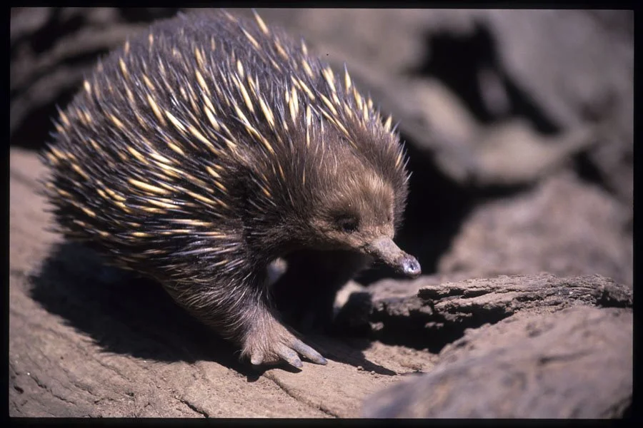 0205007-Echidna-Tachyglossus-Aculeatus-Spiny-Anteater-Tasmania.jpg