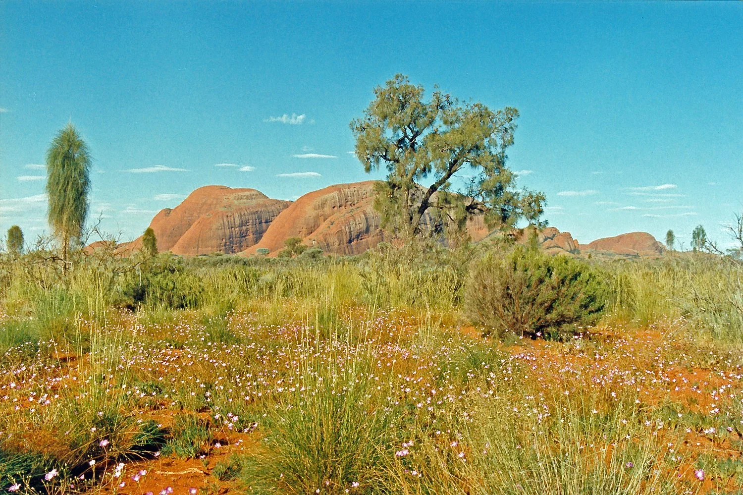 The Olgas near Ayres Rock_LN.jpg