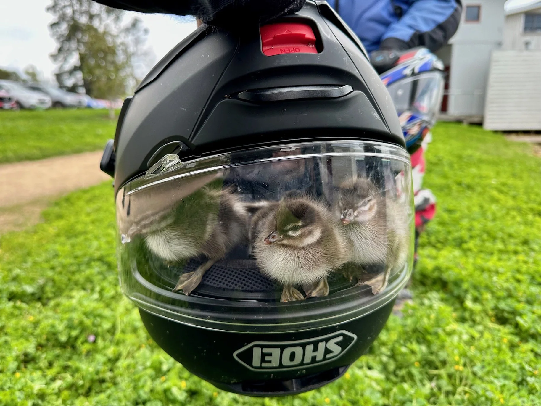  Above Photos: Michelle Lamphere 