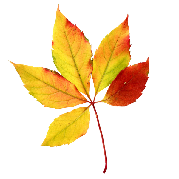 Fall-Leaf-5.png