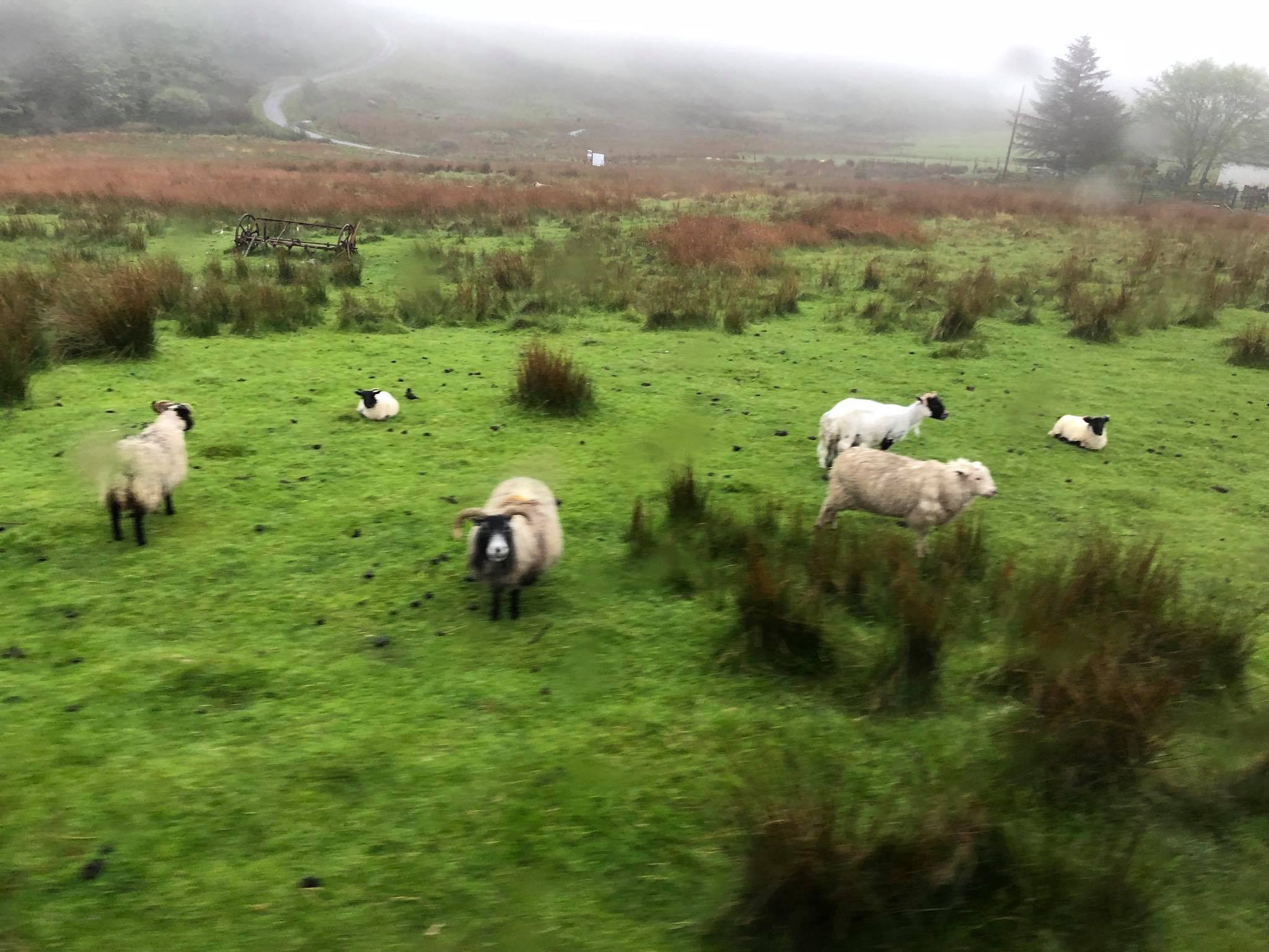 Sheep in passing.jpg
