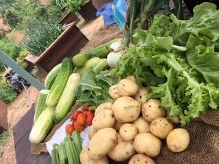 garden.jpg